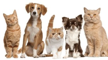 Argentina es el país con más mascotas del mundo.