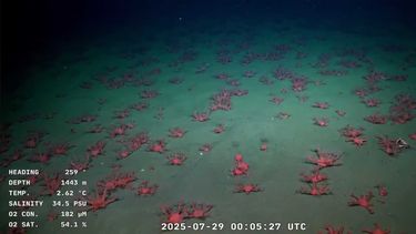 Imágenes del fondo del Mar Argentino.
