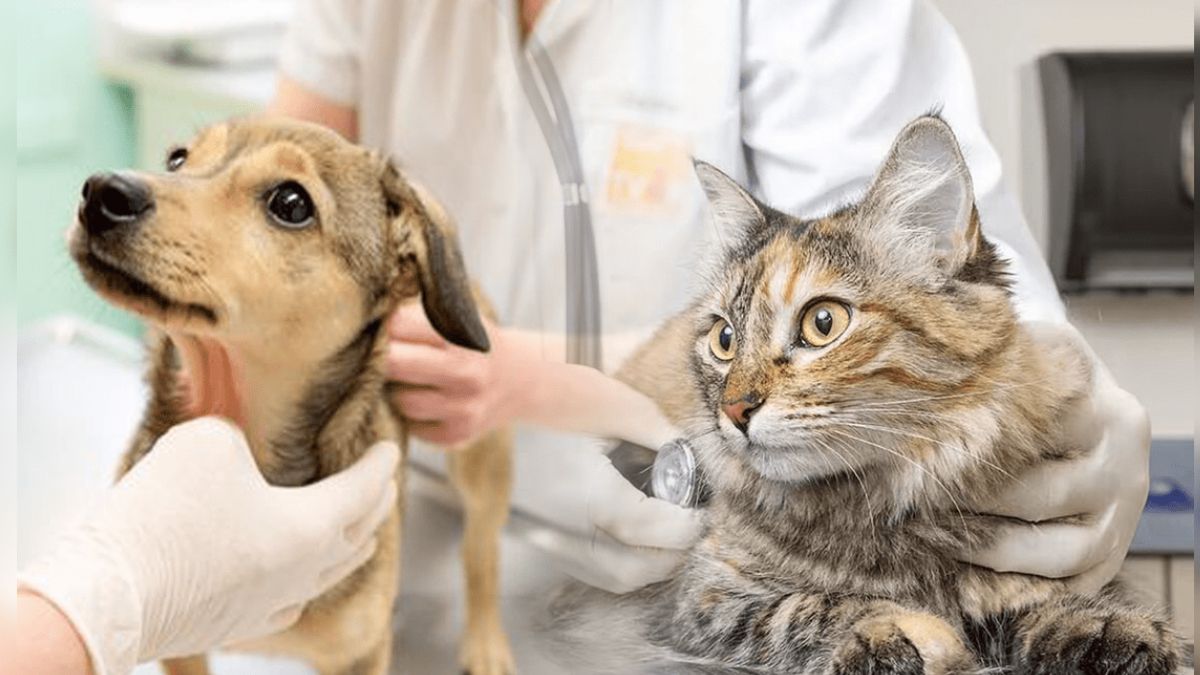 Esterilización de perros y gatos, clave para evitar superpoblación