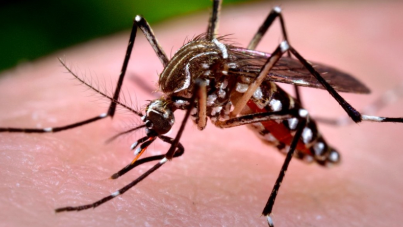Chikungunya.