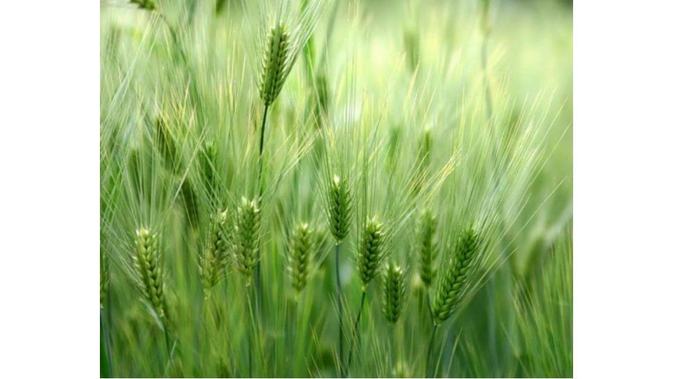 Trigo más que arroz