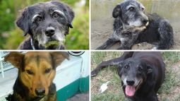 Solidaridad con perritos viejitos.