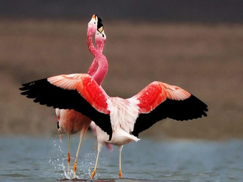 Flamencos