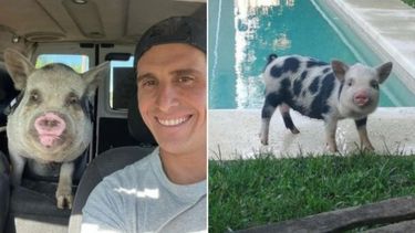 Hombre adoptó a un chanchito y luego se lo comió en un asado.&nbsp;