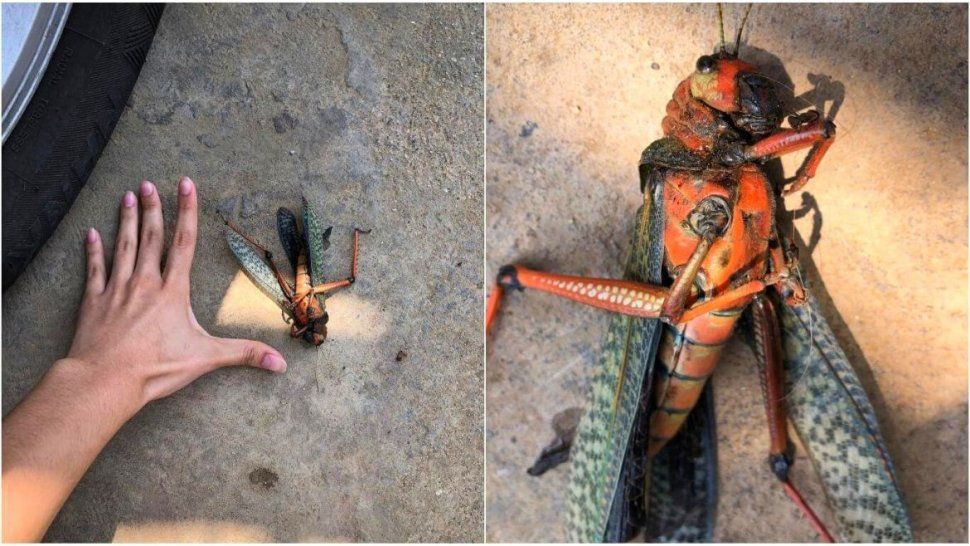 Un insecto casi sacado de una película revoluciona Twitter ¿Qué es?