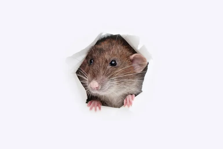 Remedios caseros para eliminar ratas