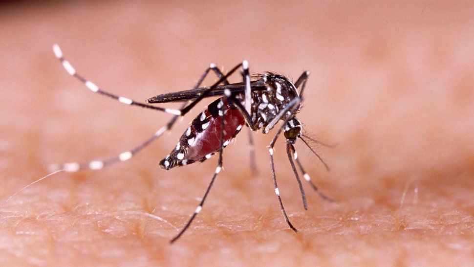 El mosquito aedes aegypti, vector que transmite el dengue.&nbsp;