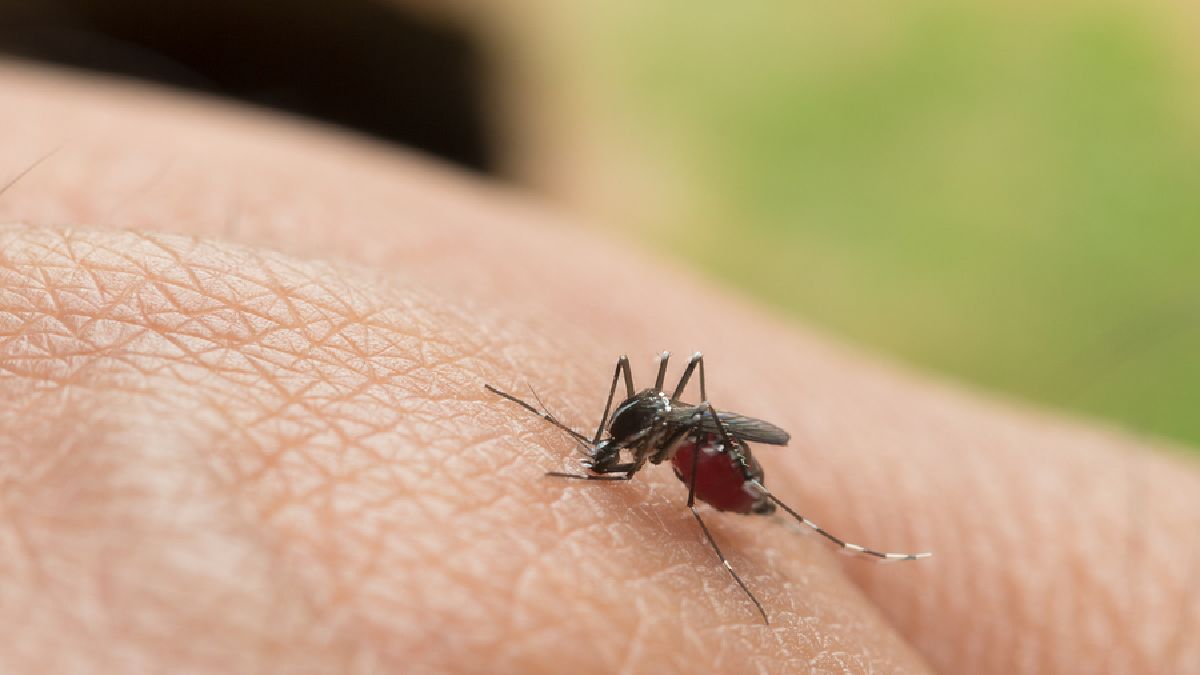 inicia la campana de prevencion de fiebre amarilla en jujuy: donde vacunarse