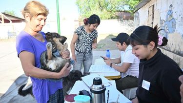 Registroy vacunación de mascotas en San Salvador de Jujuy (Archivo)