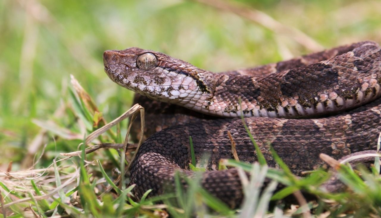 San Salvador de Jujuy tendrá un serpentario.