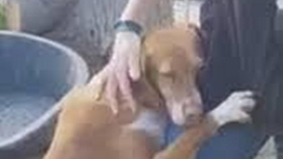 El amor fue más fuerte: Mirá la increíble reacción de este perrito que buscaba un hogar