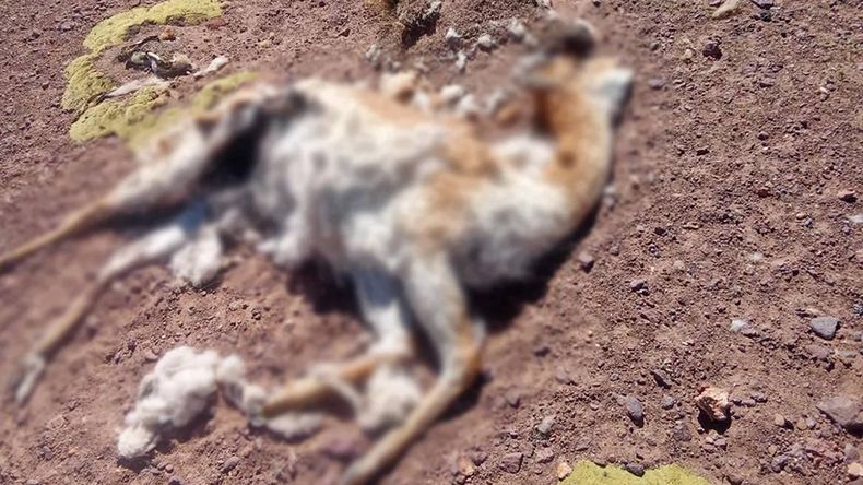 Investigan la muerte de 70 vicuñas en la puna de Jujuy.