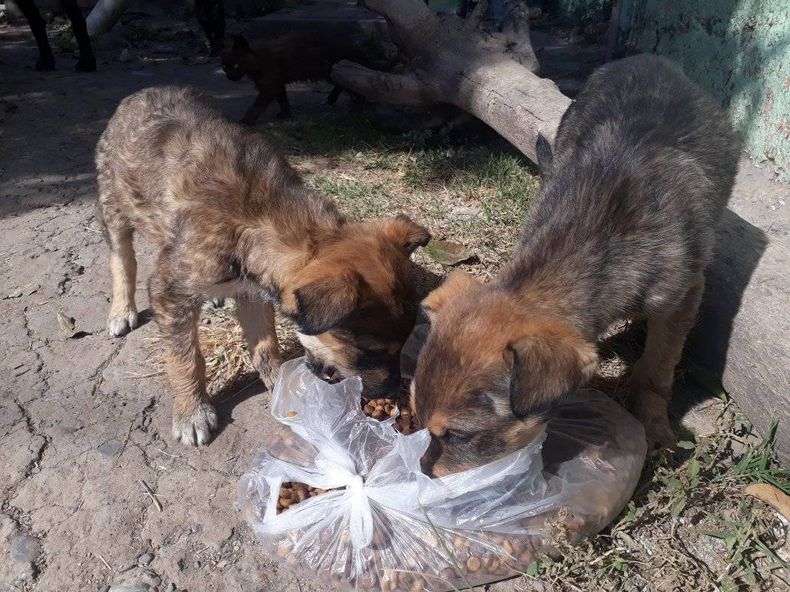 El abandono de perros en Jujuy se puede sancionar.