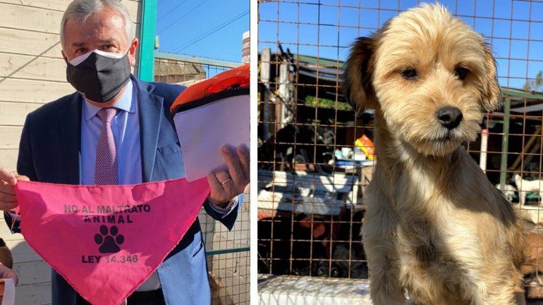 Gerardo Morales se volcó a favor de la Ley contra el maltrato animal