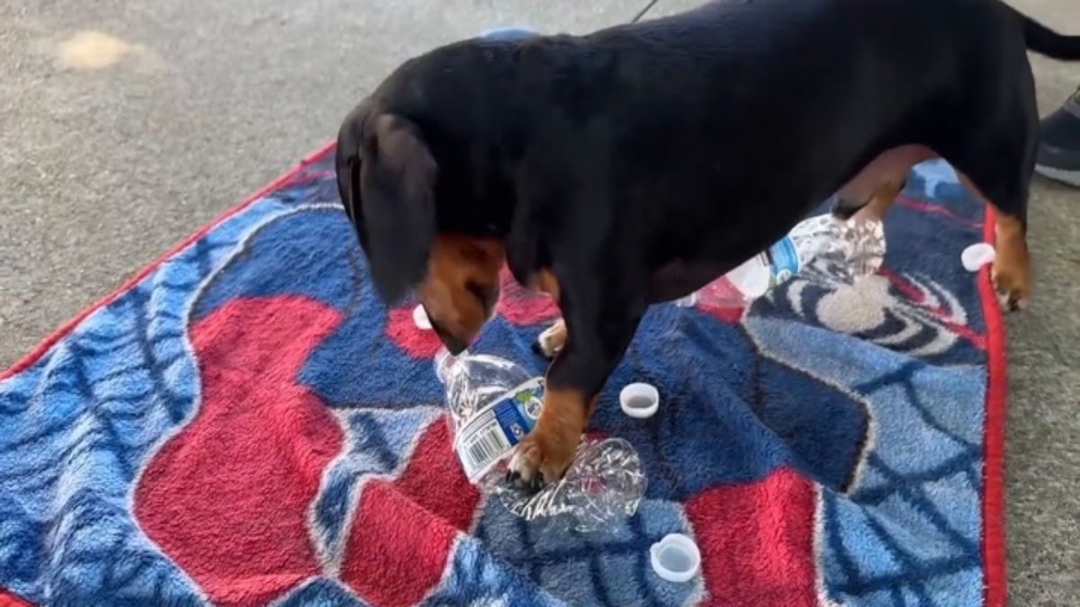 Jerry, el perro salchicha, bate récord Guinness al quitar 11 tapas de botellas en un minuto.