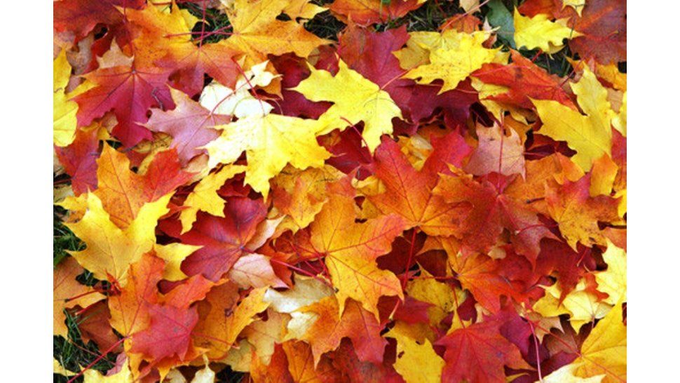 Llegó el otoño