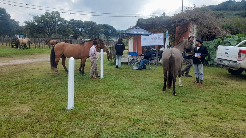 Exposicion de caballos (2).jpeg