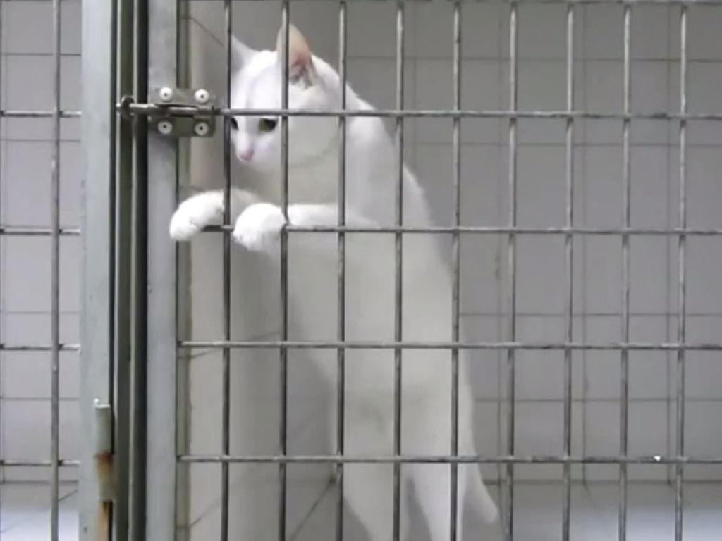 Gato