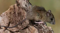 Hantavirus: qué dijo un infectólogo jujeño sobre la variante que se transmite entre personas
