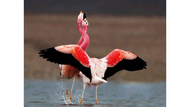 Flamencos