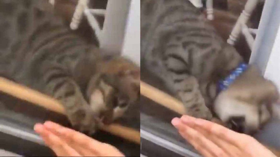 Una mujer quedó afuera de su casa sin llaves y su gato le desbloqueó la entrada