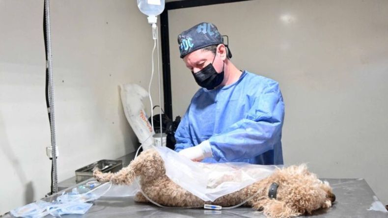 Vacunación y registro de animales en San Salvador de Jujuy