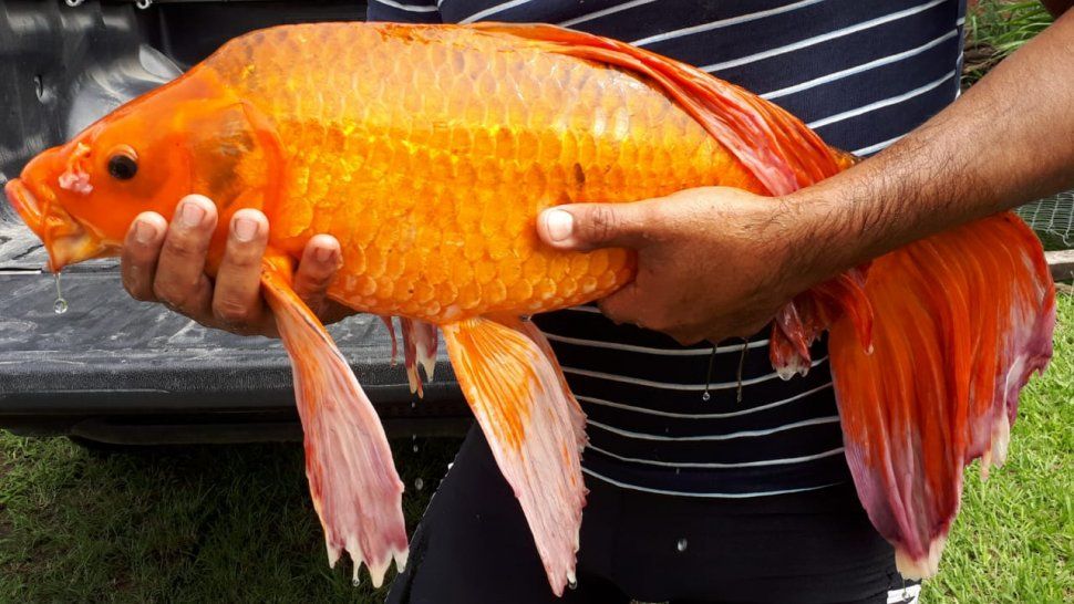 Arreglaron el Lago Popeye y las Carpas Koi vuelven a casa