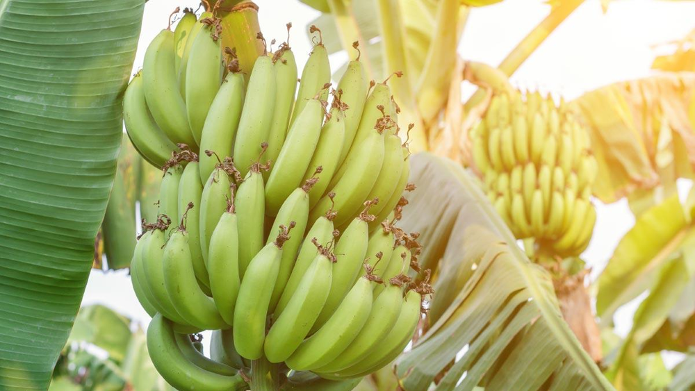 Jujuy y Salta cuestionan una resolución que preocupa a productores bananeros (Foto: Canal Doce Misiones).
