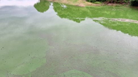 Todo Jujuy | Solicitan evitar la pesca en el dique Los Alisos por la presencia de algas peligrosas