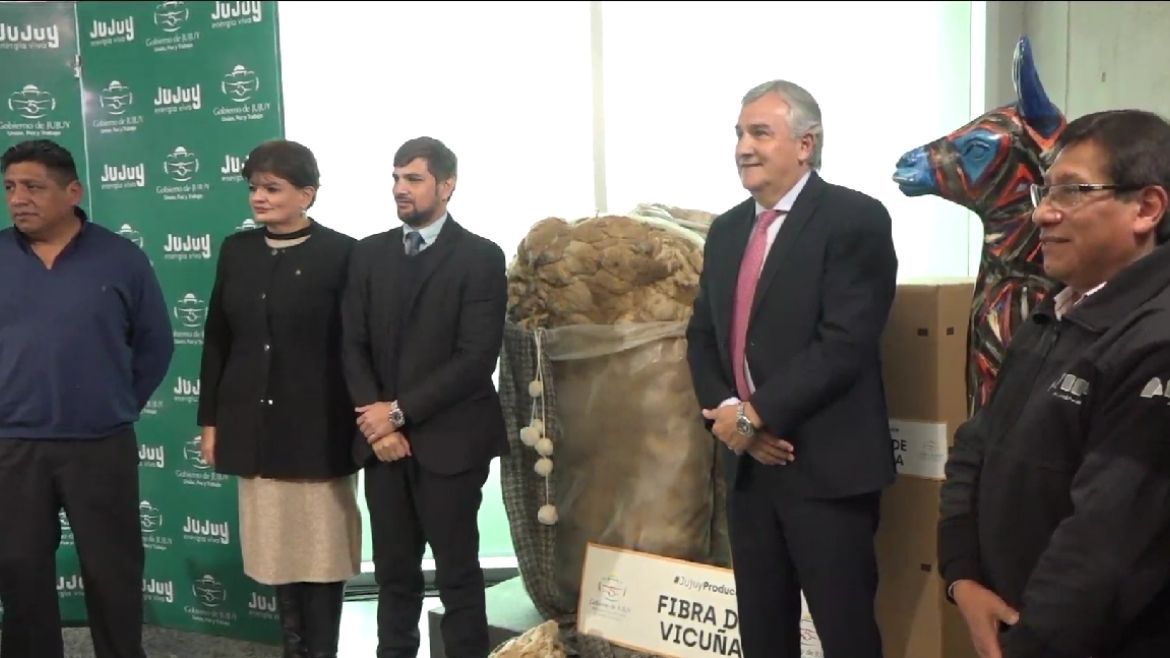 Jujuy exporta el primer lote de fibra de vicuña a Italia