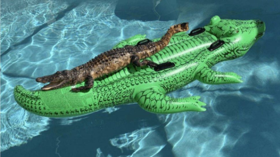La viral del momento: un cocodrilo tomando sol en un flotador con forma de cocodrilo