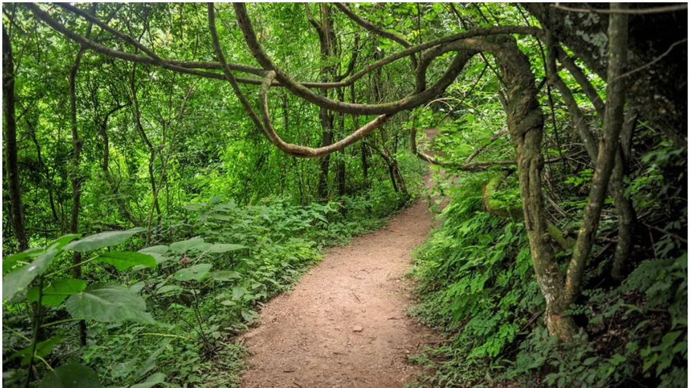 Parque Botánico Baron Schuel. Parque Botánico Baron Schuel.