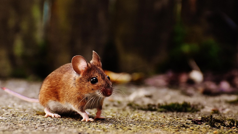 Hallaron a una mujer sin vida en Jujuy e investigan posible hantavirus.