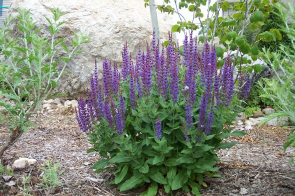 Salvia