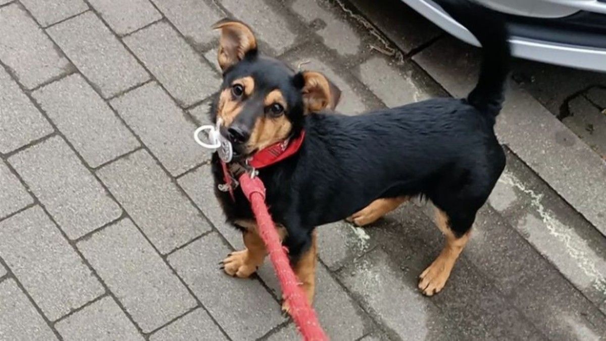 Un perro está demorado en Ezeiza por la falta de una vacuna: amenazan con deportarlo.&nbsp;