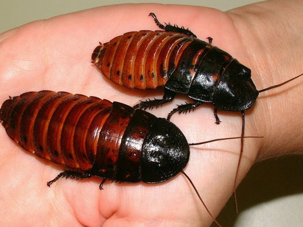 Cucarachas