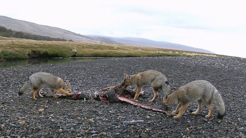 “La presencia de este enorme pez ha alterado la alimentación de especies carroñeras como, cóndores, zorros, zorrinos, caracarás, caranchos, chimangos o águilas mora”, indica uninforme del CENPAT. “La presencia de este enorme pez ha alterado la alimentación de especies carroñeras como, cóndores, zorros, zorrinos, caracarás, caranchos, chimangos o águilas mora”, indica uninforme del CENPAT.