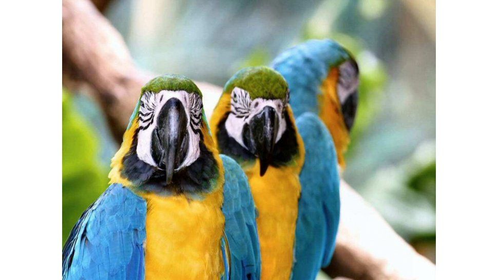 Papagayos