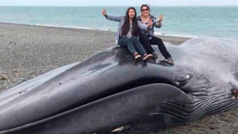 Ballena muerta en Chile: se sacaron fotos y escribieron sobre su cuerpo