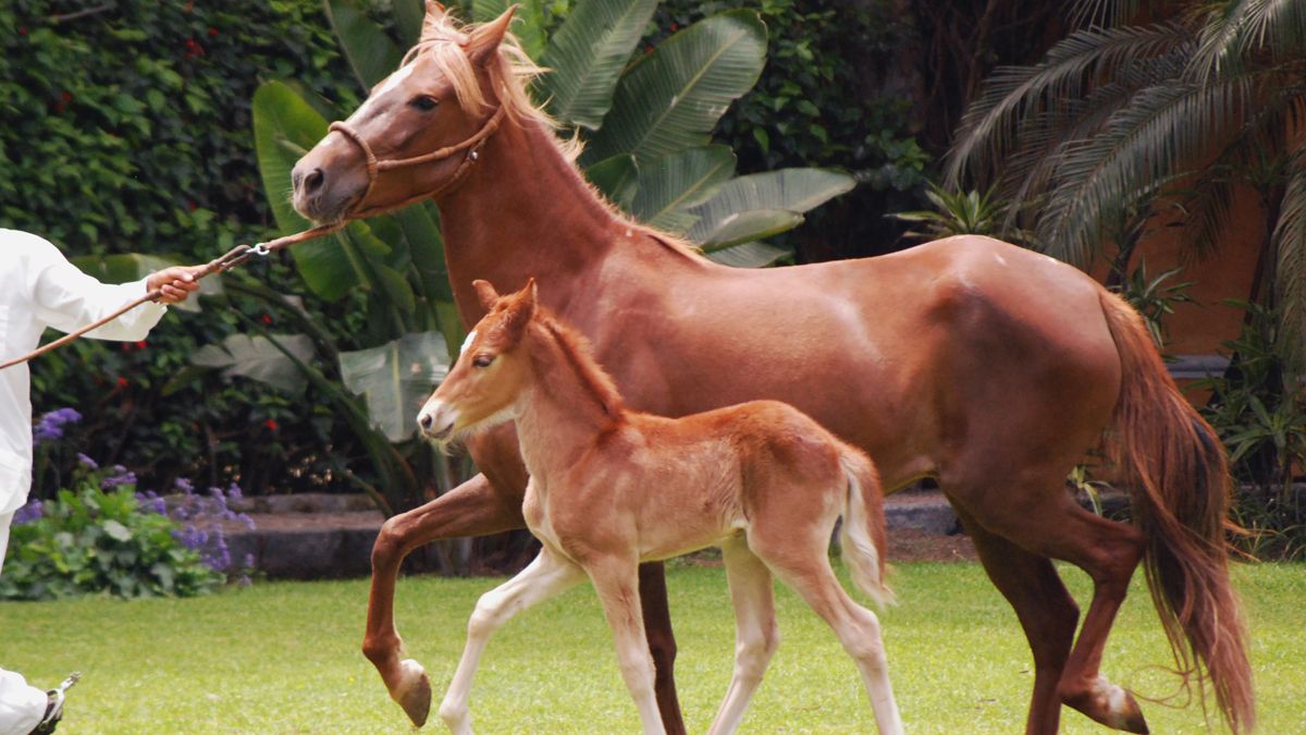 Caballos peruanos de paso exposición gratuita en Jujuy