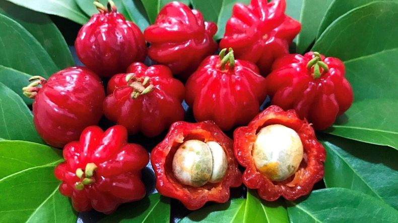 Pitanga, la fruta brasileña que crece en Jujuy y ayuda a fortalecer las defensas.