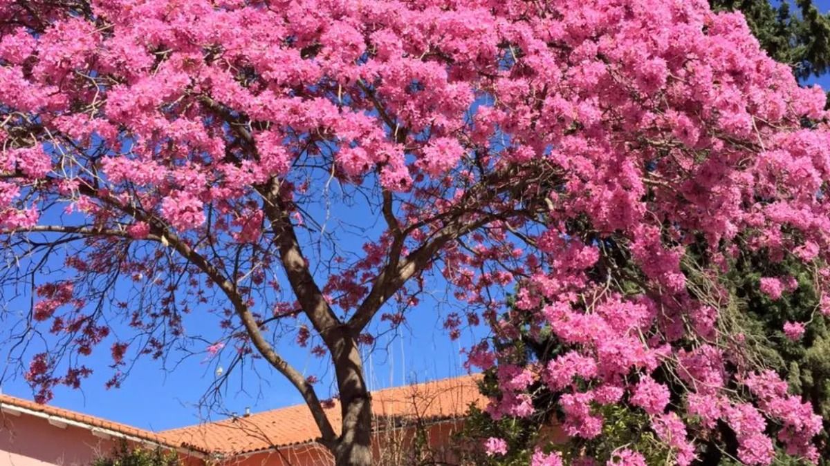 Por qué florecen los lapachos en esta época: la explicación de un ingeniero agrónomo de Jujuy