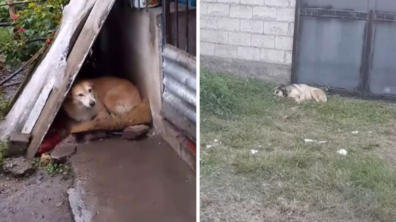 Ayuda para perros callejeros en San Jorge.
