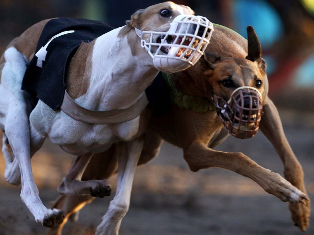 Carrera de perros