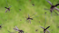 El truco de los jardineros para que no haya mosquitos en terrazas y jardines. &nbsp;