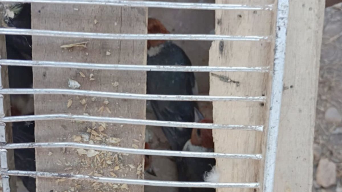Rescataron aves que eran transportadas de Jujuy a Salta