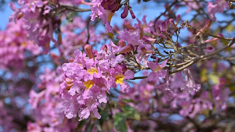 Flor del lapacho rosado.