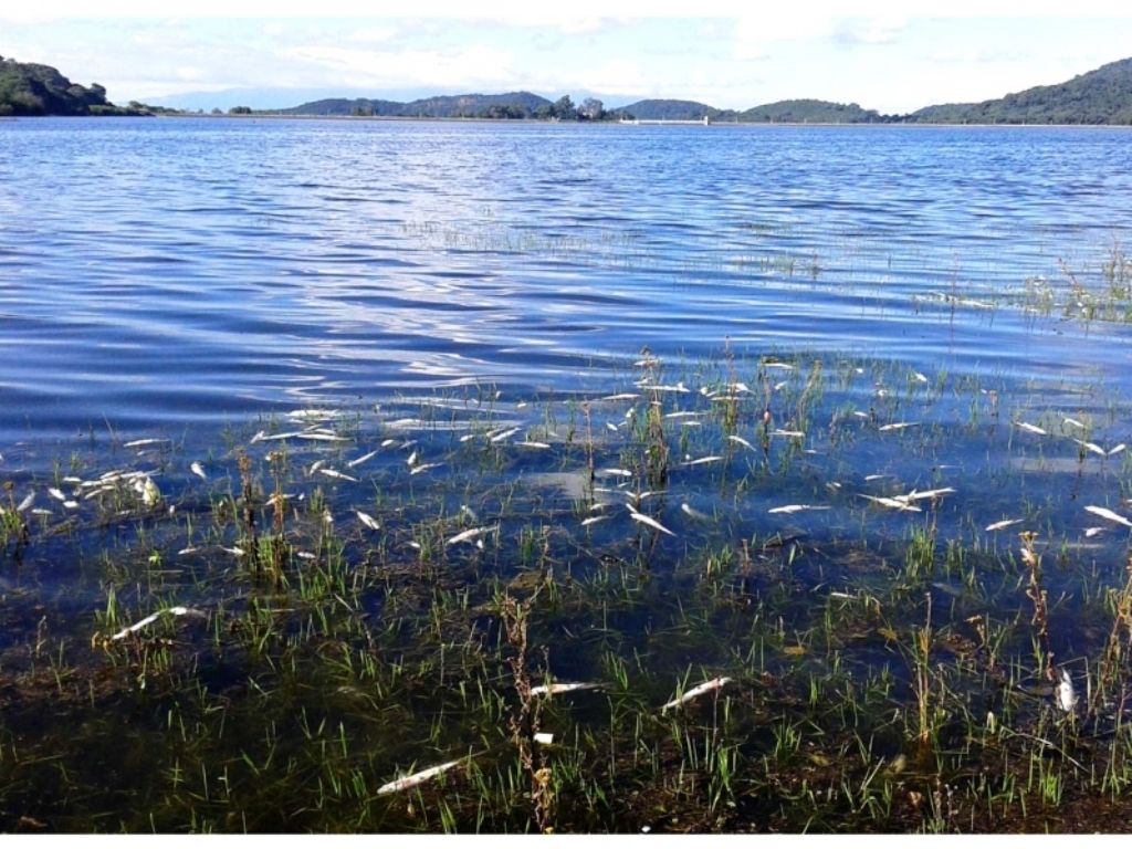 Peces muertos en La Ciénaga
