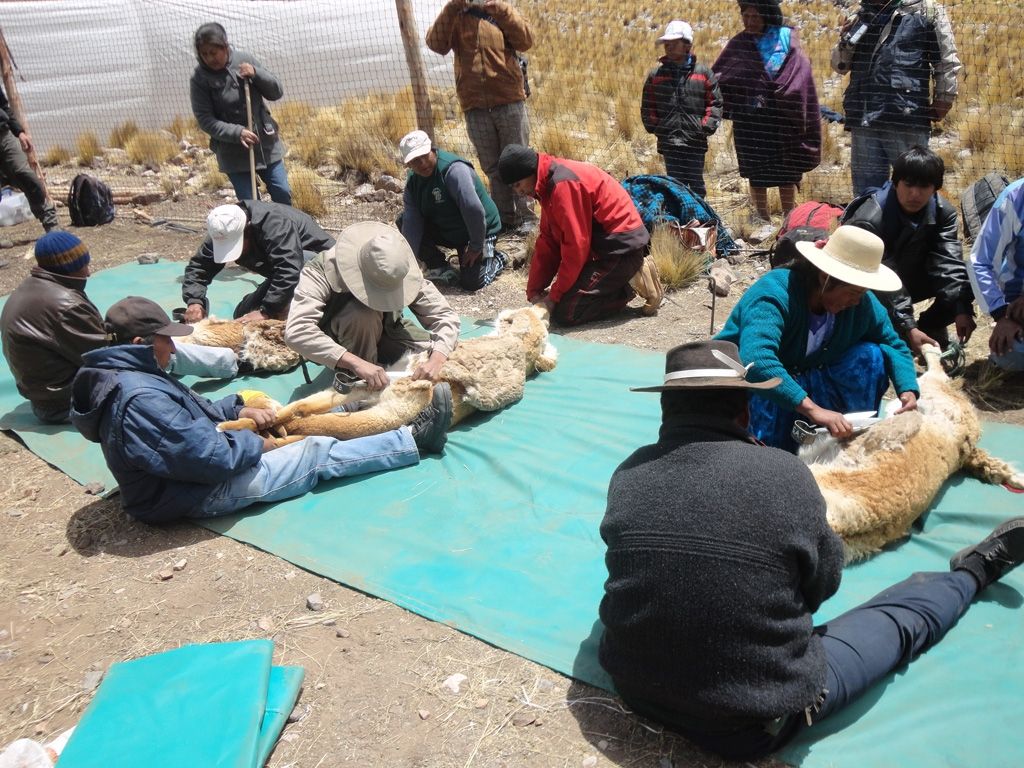 Esquila de vicuñas