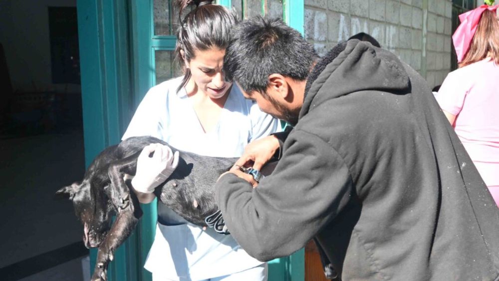 Se viene una castraciónde mascotas en Huaico (Foto ilustrativa)